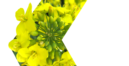 Тизер для онлайн трансляції заходу "Генетика DEKALB®: виклики сезону та технологічні рішення вирощування озимого ріпаку"